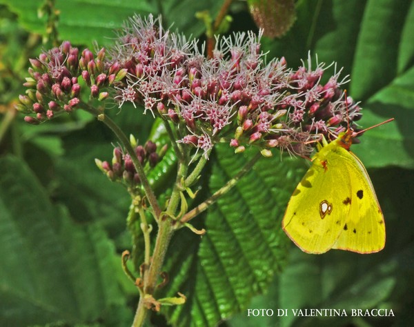 butterfly on flower