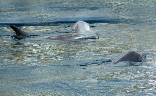 three dolphins