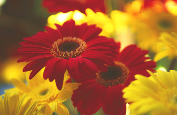 Gerber Daisy