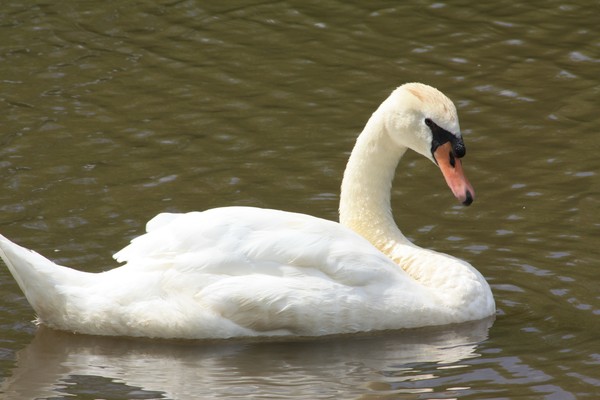 White Swan