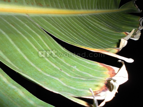 Leaf