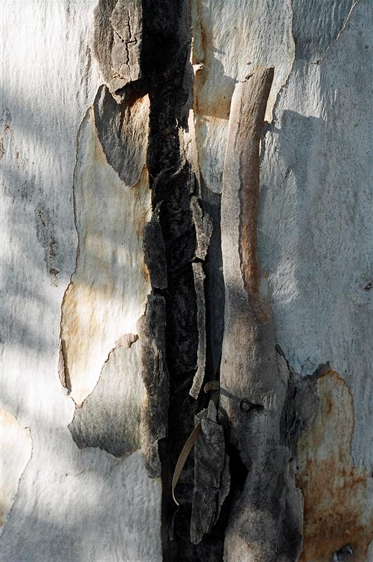 Stem of an Eucalyptus 
