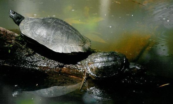 turtle pic