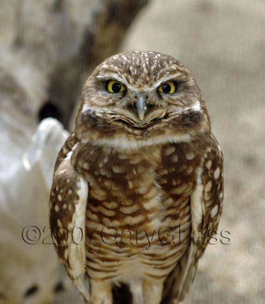 Look In To My Eyes
