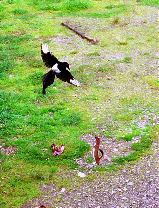 The Weasel and the Magpie