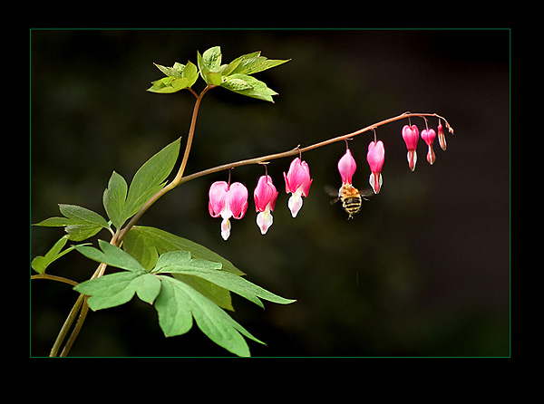 Bleeding Heart & Honey Bee!