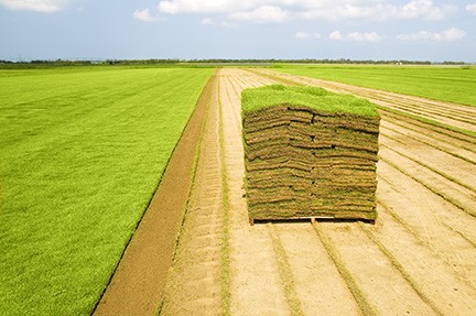 Turf Farm Number Two