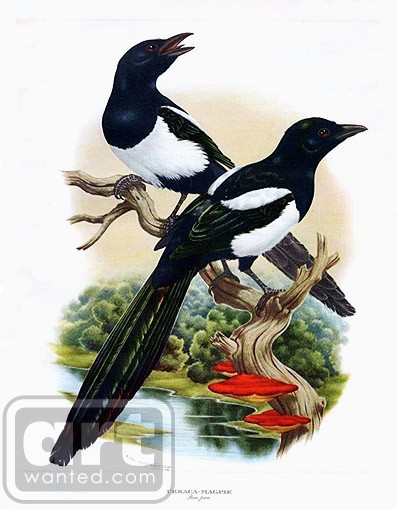Magpie
