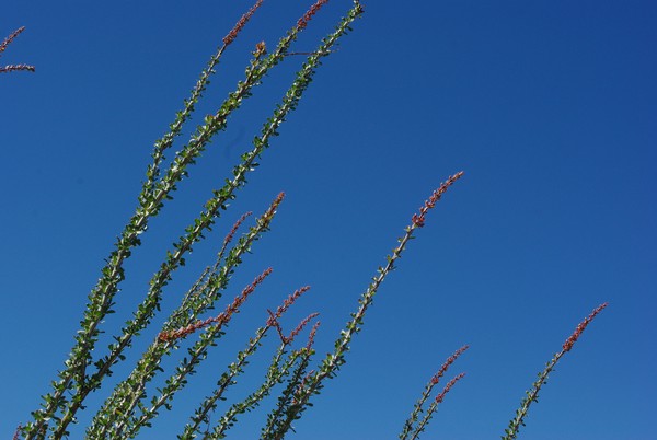 Ocotillos In the Sky