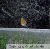 Robin