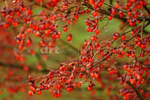 Fire Bush Berries
