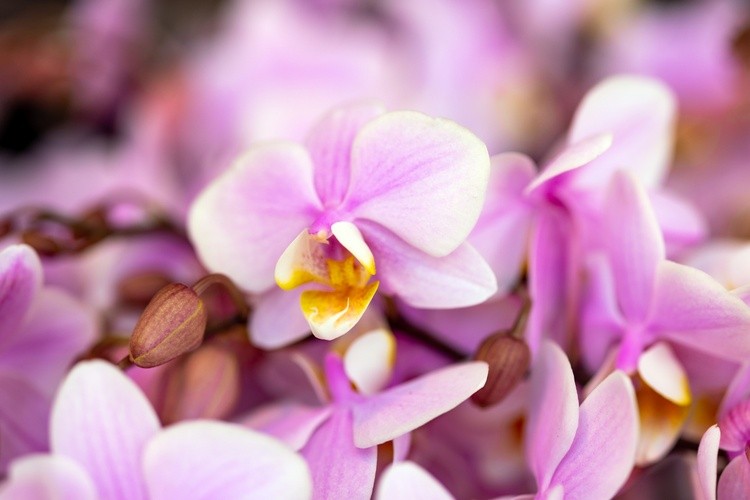 Pink Moth Orchid