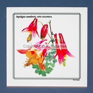 Wild Columbine, Aqulegia canadensis, ceramic tile