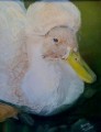 Fancy Feathers-