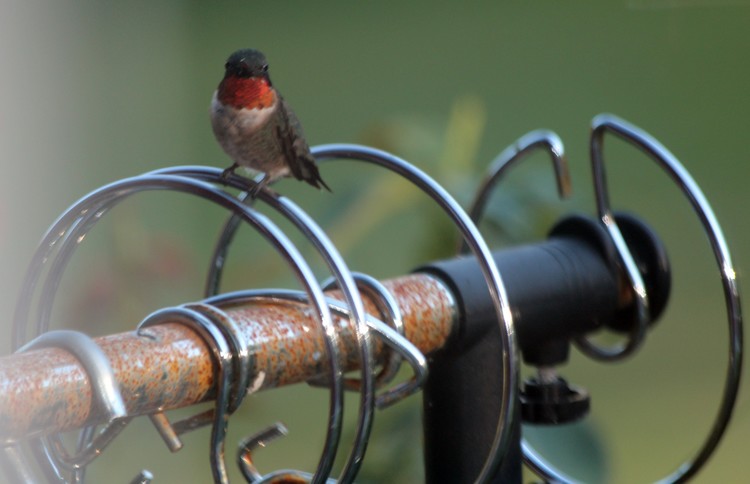 Male Hummingbird Relaxing