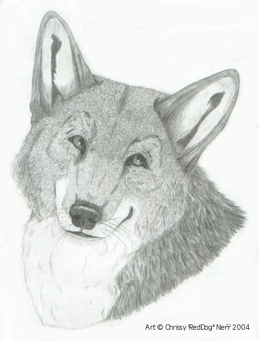Coyote Knows