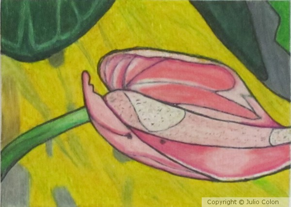 Anturio Rosado