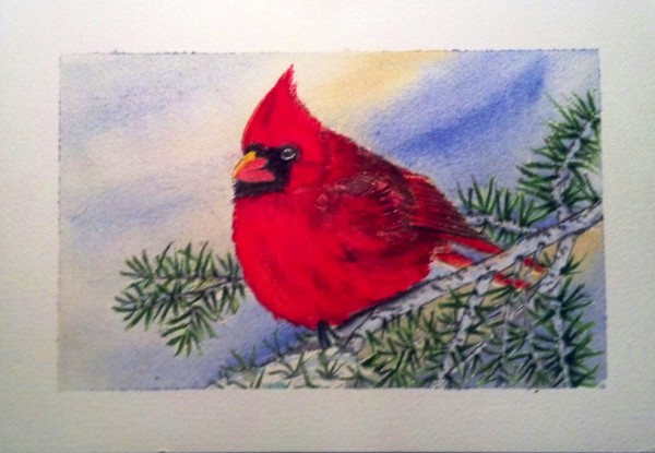 Cardinal 