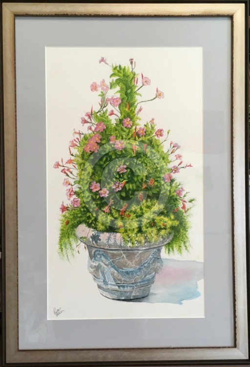 Mandevilla in Cement Pot
