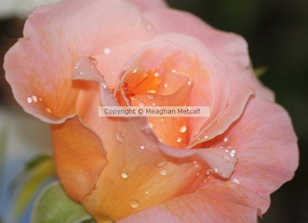 Rain on Rose