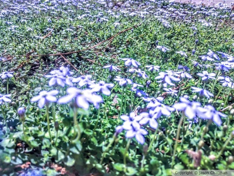 Blooms