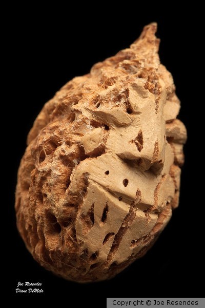 Carved Peach Pit: Wise Guy