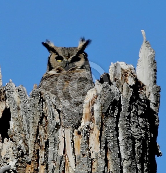 WHOOOOO