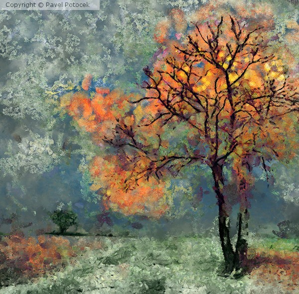 How stars grow on trees