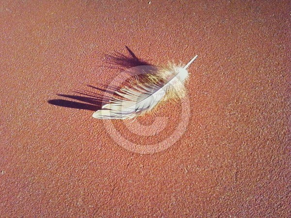 awesome feather contrast 
