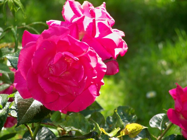 ROSES IN THE SUN