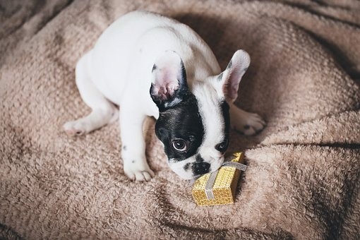 puppies (35)