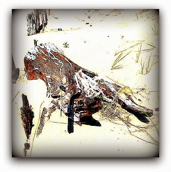 Driftwood3