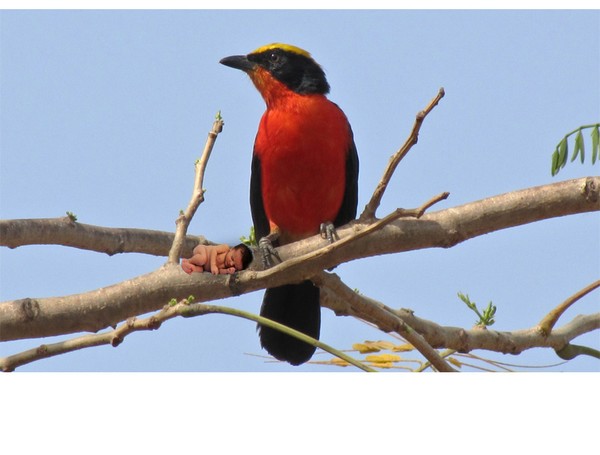 when a bird is like a mother