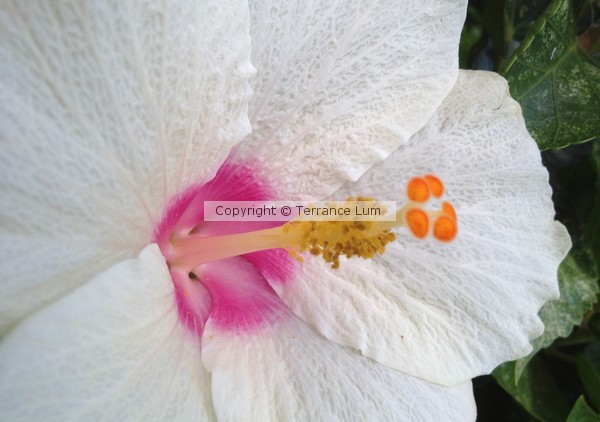 White Hibiscus