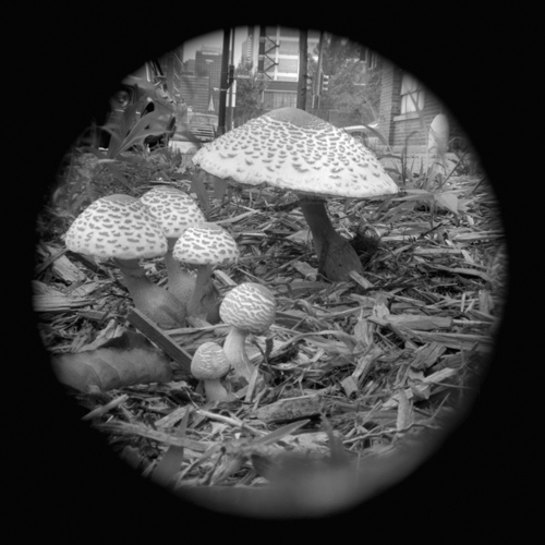 Mushrooms