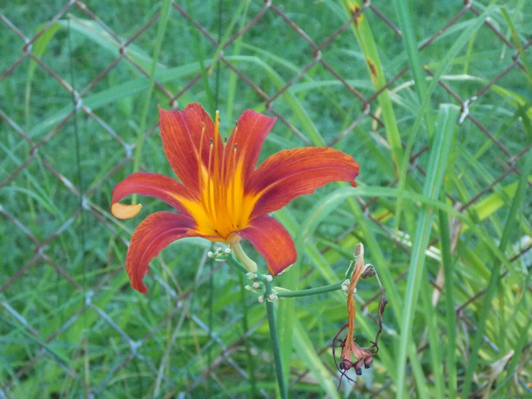 lone stem