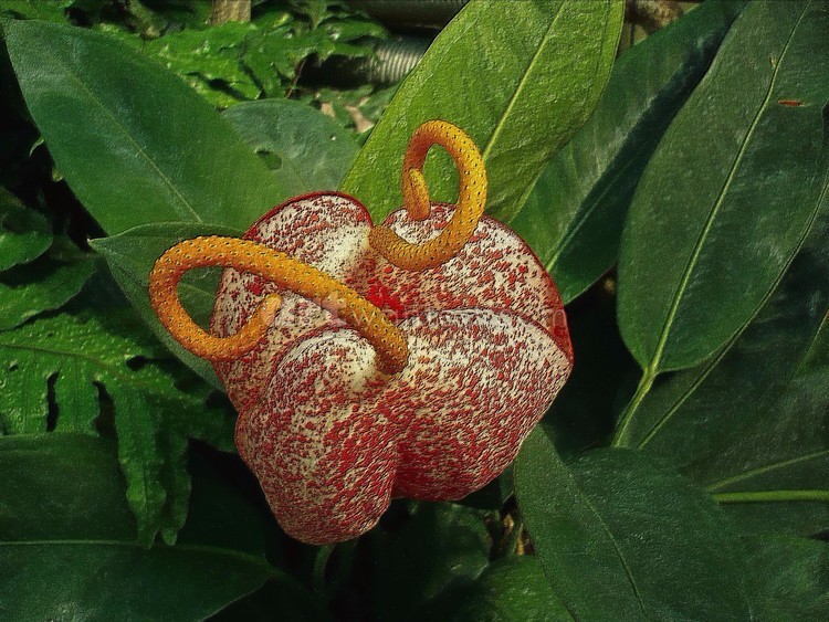 flamingo flowers