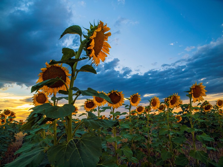 Sunflowers Field