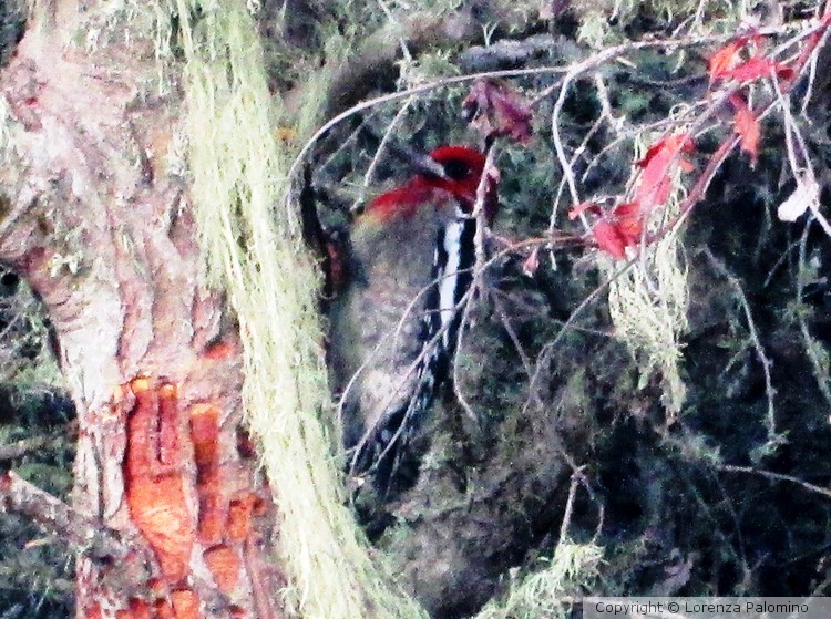 Bird Trail