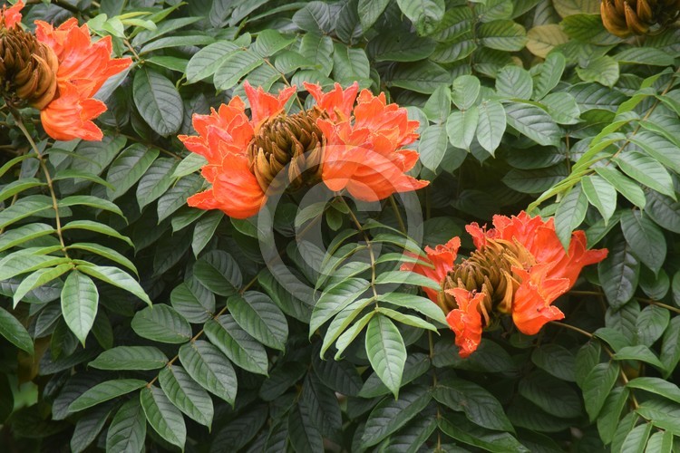 Malaysian Flowers