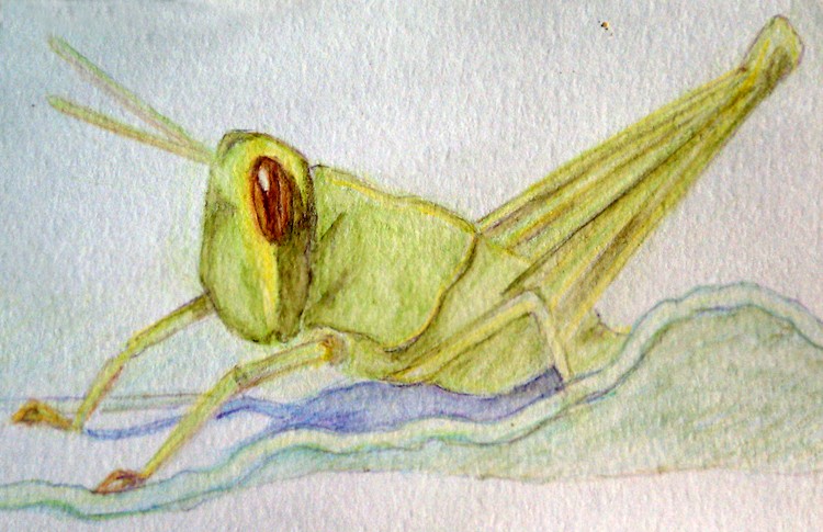 Grasshopper Drawing