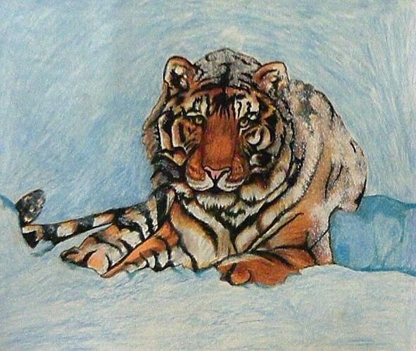 Snow Tiger
