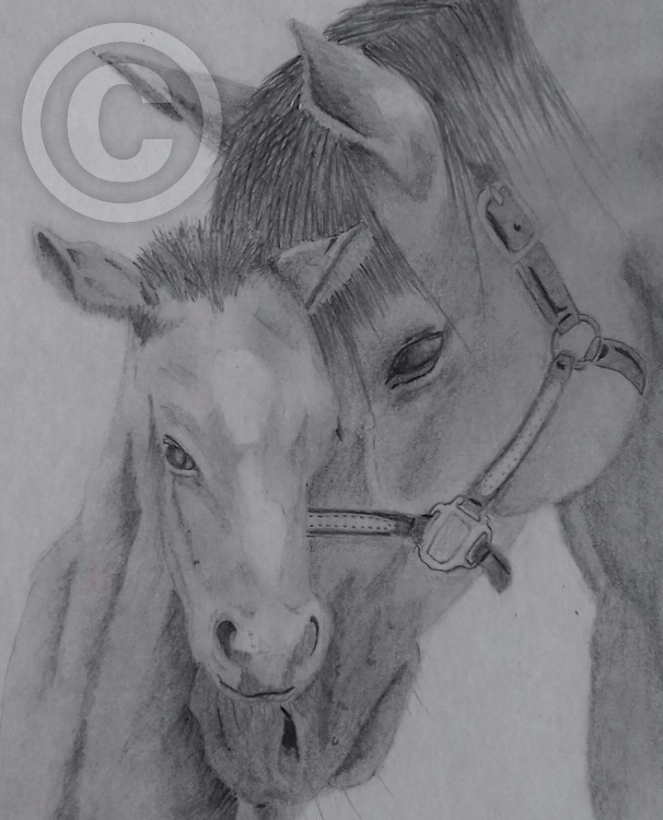 Horse and foal bonding
