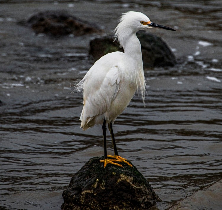 Egret at the Strait - December 10 2025 1