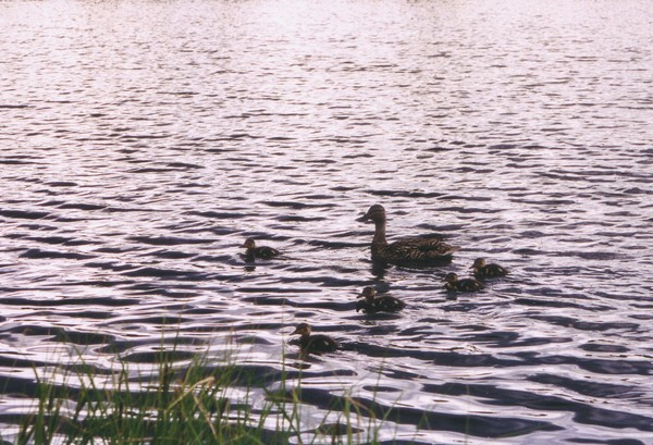 Golden Ponds