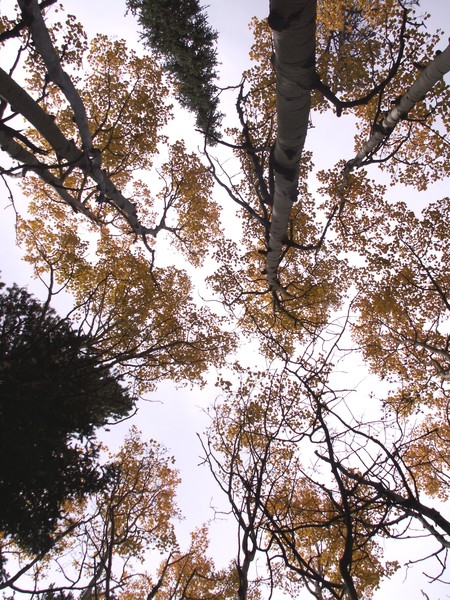 Aspens