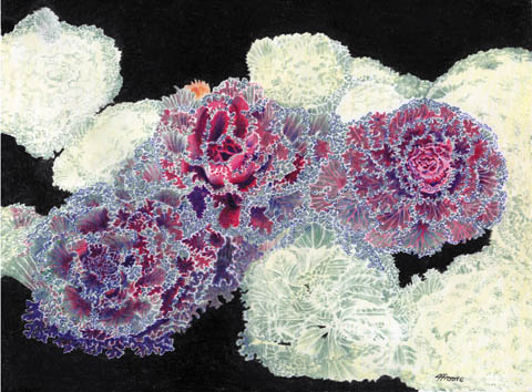 Ornamental Cabbage