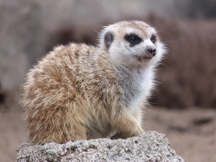 Animals I