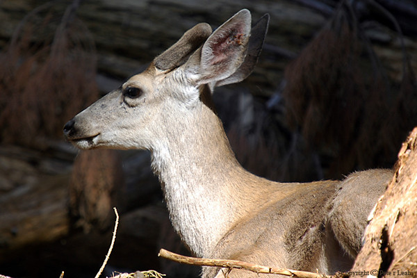 Mule Deer