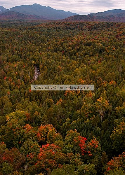 The Leaves
